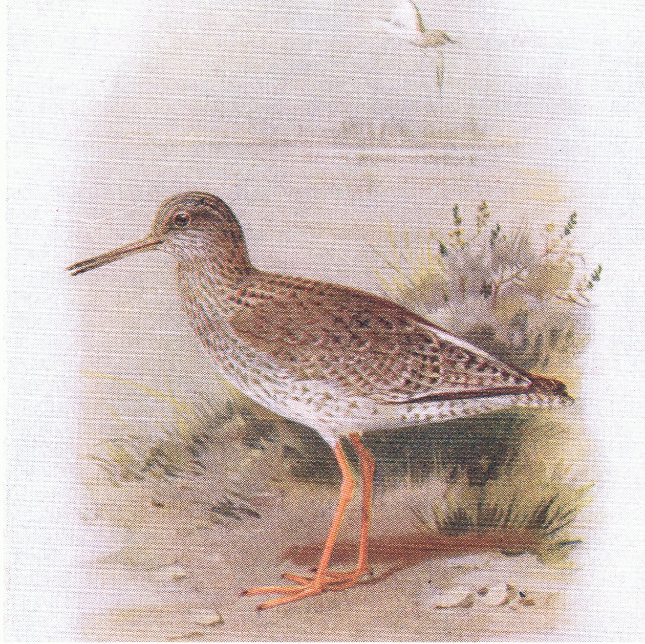 Redshank, teoksesta Birds of the British Isles and Their Eggs, julkaissut Frederick Warne & Co Ltd, 1958. tekijältä Archibald Thorburn