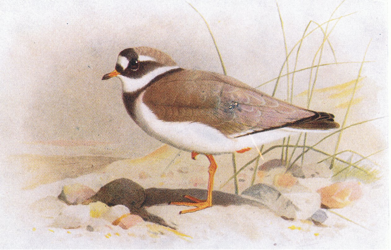 Ringed Plover, teoksesta Birds of the British Isles and Their Eggs, julkaissut Frederick Warne & Co Ltd, 1958. tekijältä Archibald Thorburn
