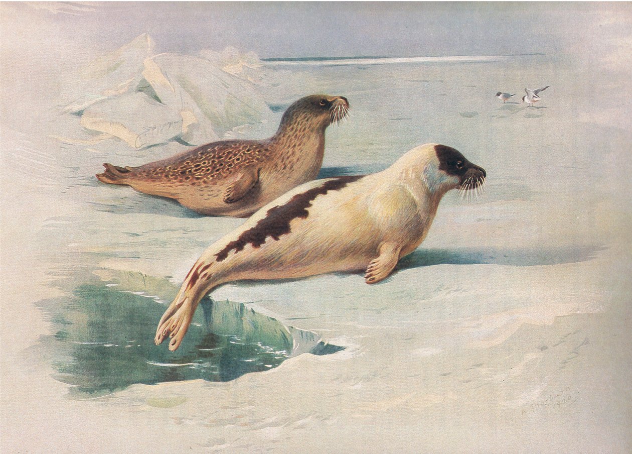 Norppa ja kirjainhylke, julkaisusta Thorburns Mammals, julkaisija Longmans and Co, c. 1920 tekijältä Archibald Thorburn
