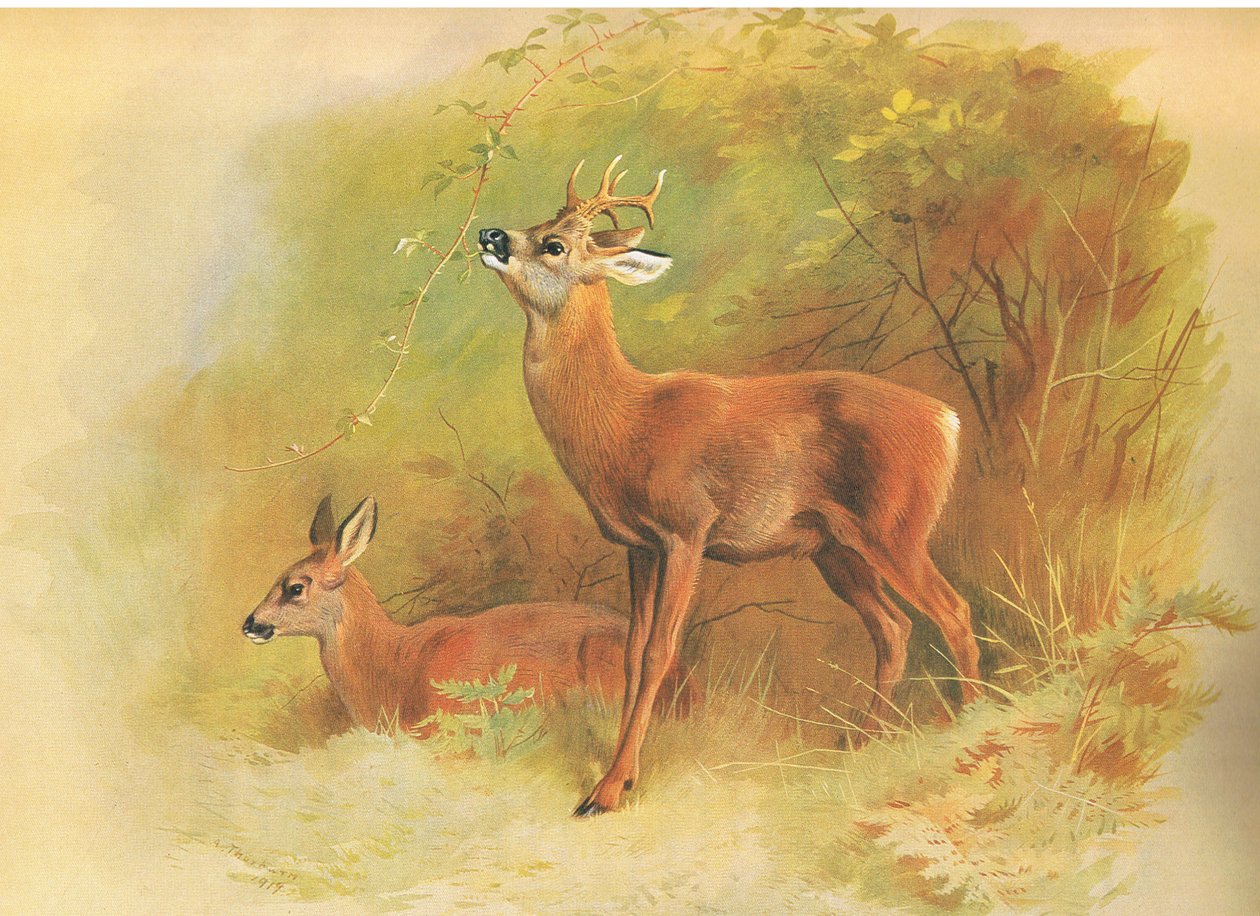 Roe Deer, from thorburns Mammals julkaisija Longmans and Co, c. 1920 tekijältä Archibald Thorburn