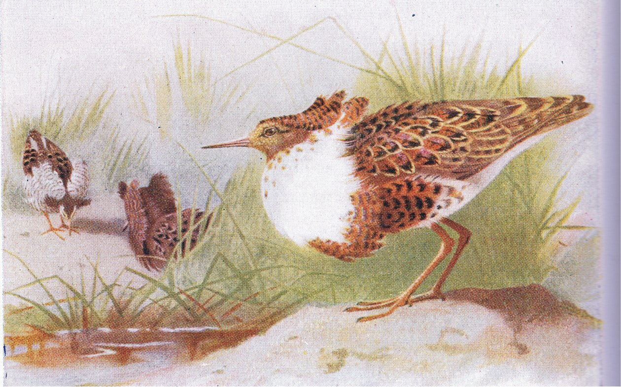 Ruffs and Reeves, teoksesta Birds of the British Isles and Their Eggs, jonka on julkaissut Frederick Warne & Co Ltd, 1958. tekijältä Archibald Thorburn