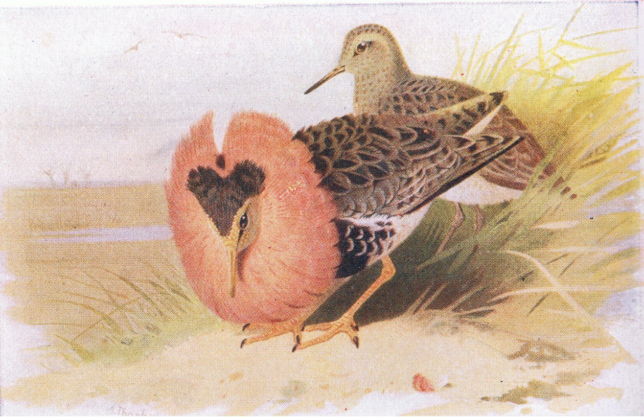Ruffs and Reeves, teoksesta Birds of the British Isles and Their Eggs, jonka on julkaissut Frederick Warne & Co Ltd, 1958. tekijältä Archibald Thorburn