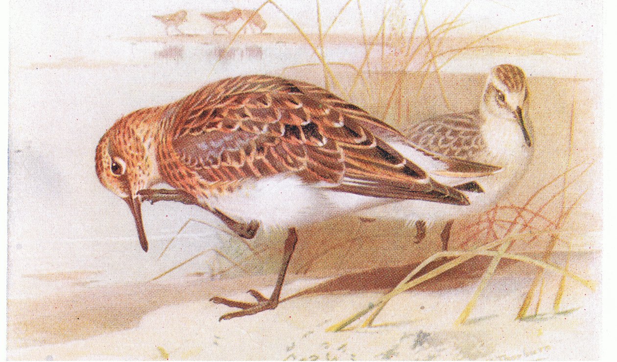 Sanderling, teoksesta Birds of the British Isles and Their Eggs, julkaissut Frederick Warne & Co Ltd, 1958. tekijältä Archibald Thorburn
