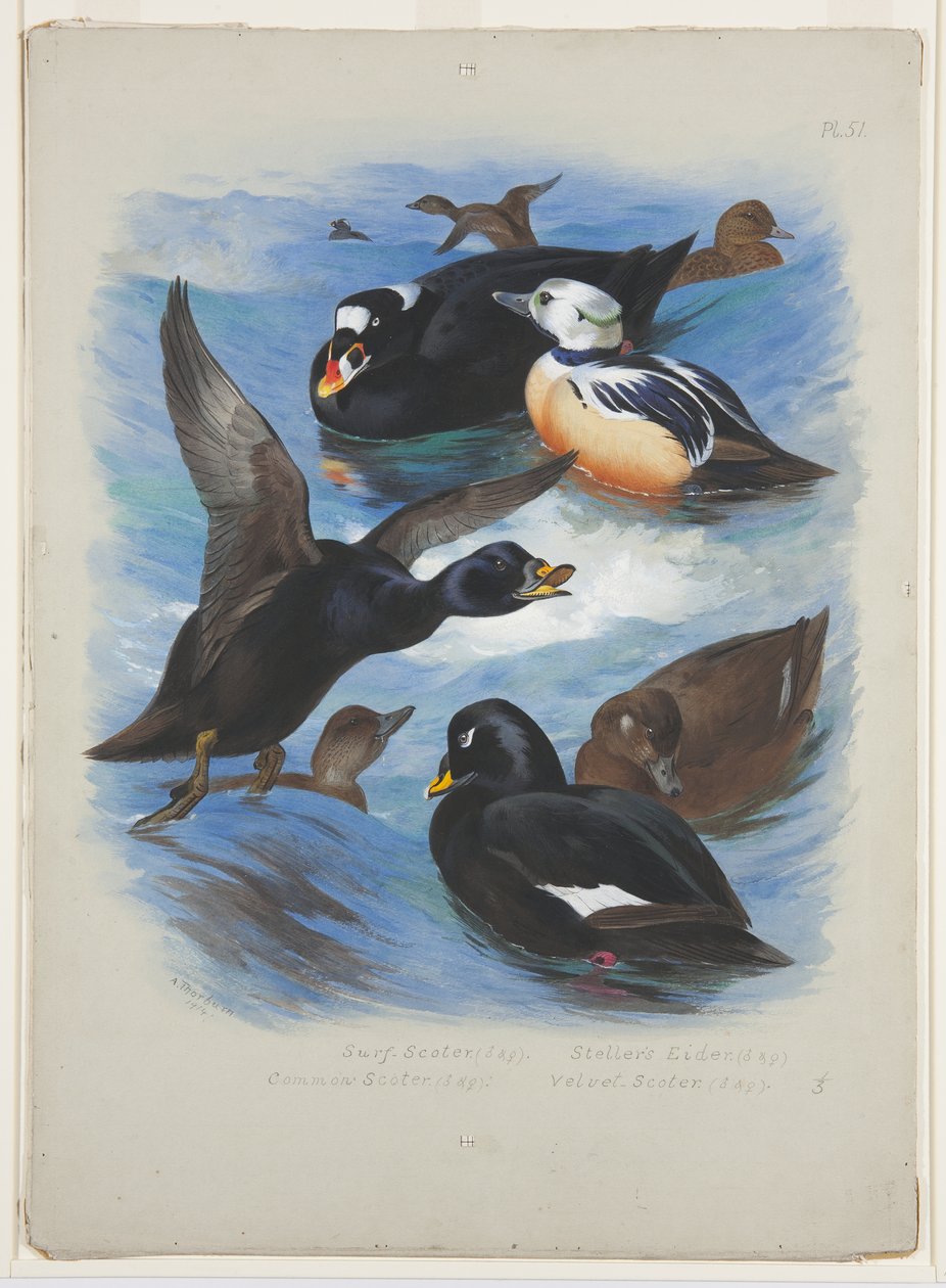 Scoters and stellers haahka, n. 1915 (akvarelli ja vartaloväri kynällä paperille) tekijältä Archibald Thorburn