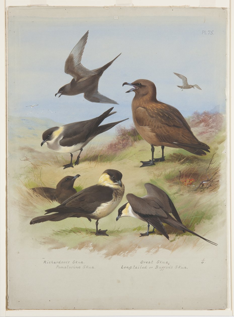 Skuas, n. 1915 (akvarelli ja vartaloväri kynällä paperille) tekijältä Archibald Thorburn
