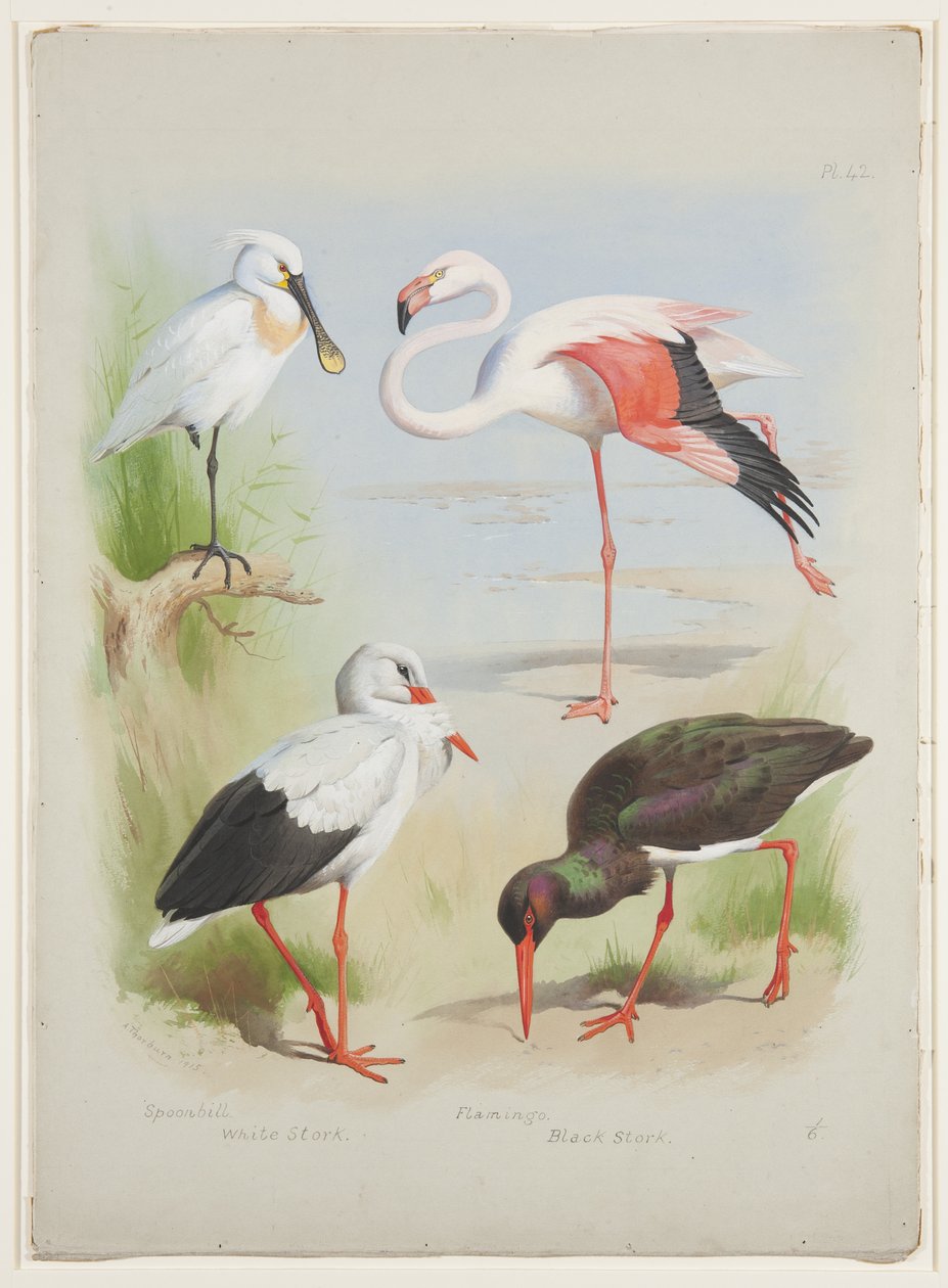 Lusikkanokka, flamingo ja haikara, n. 1915 (akvarelli ja vartaloväri kynällä paperille) tekijältä Archibald Thorburn