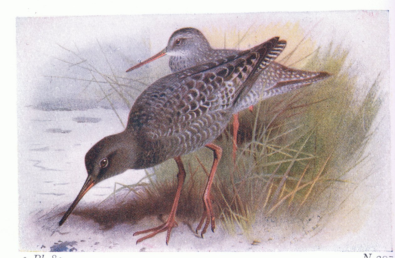 Spotted Redshank, teoksesta Birds of the British Isles and Their Eggs, julkaissut Frederick Warne & Co Ltd, 1958. tekijältä Archibald Thorburn