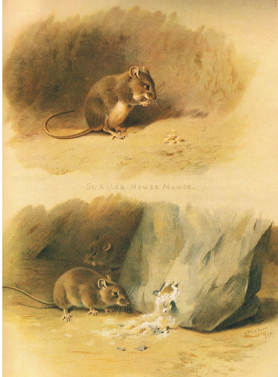 St Kilda House Mouse and Common Mouse, Longmans and Co:n julkaisemasta Thorburns Mammalsista, c. 1920 tekijältä Archibald Thorburn