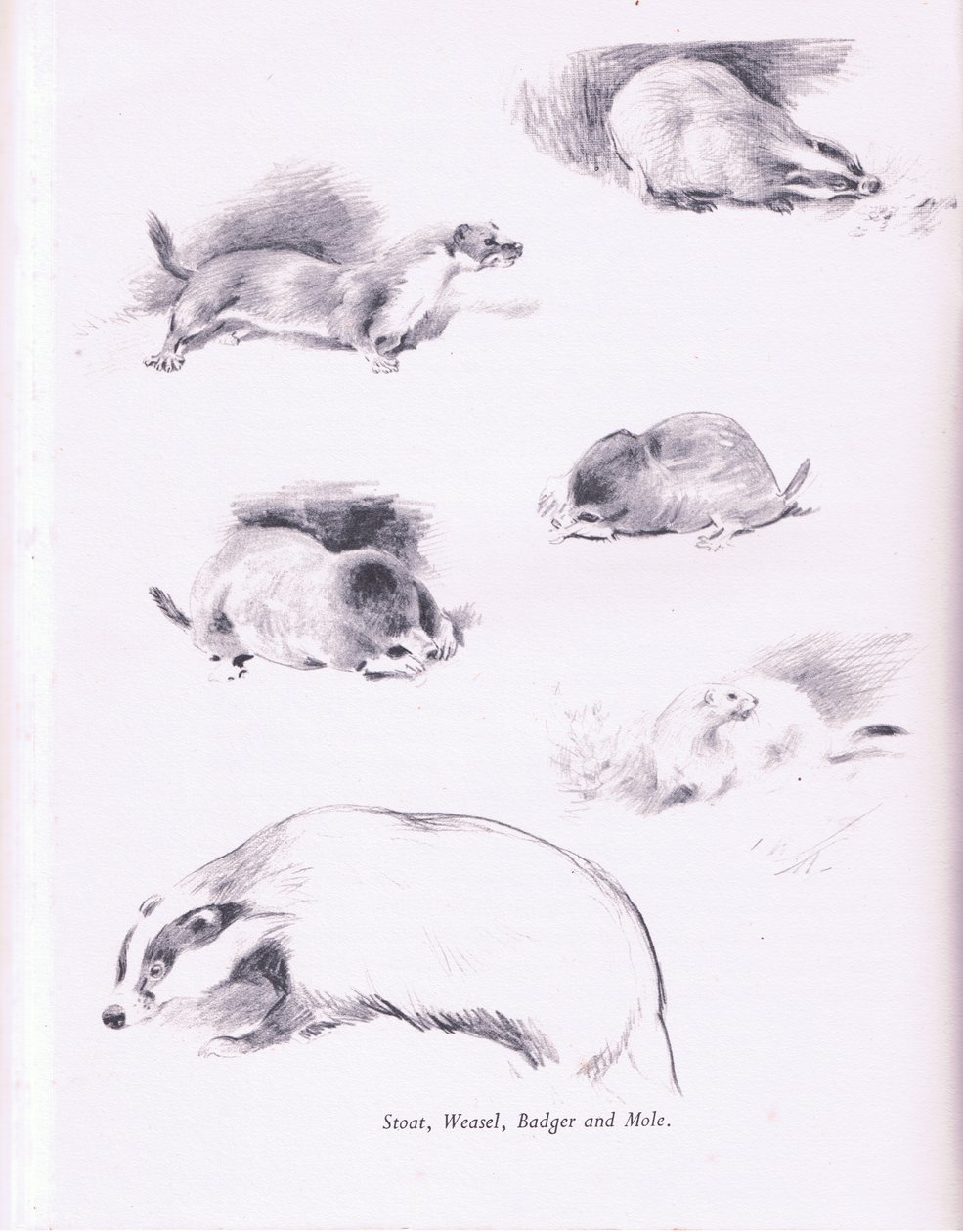 Stoat, lumikko, mäyrä ja myyrä, 1938 tekijältä Archibald Thorburn