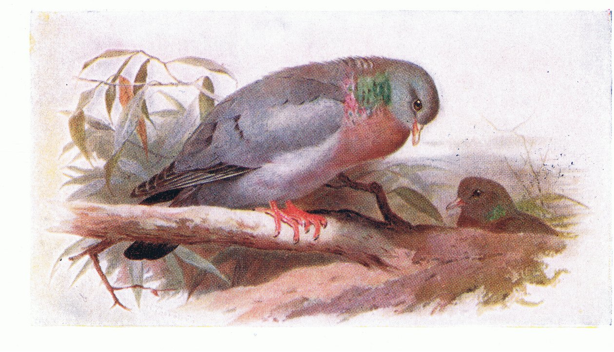 Stock Dove, teoksesta Birds of the British Isles and Their Eggs, julkaissut Frederick Warne & Co Ltd, 1958. tekijältä Archibald Thorburn