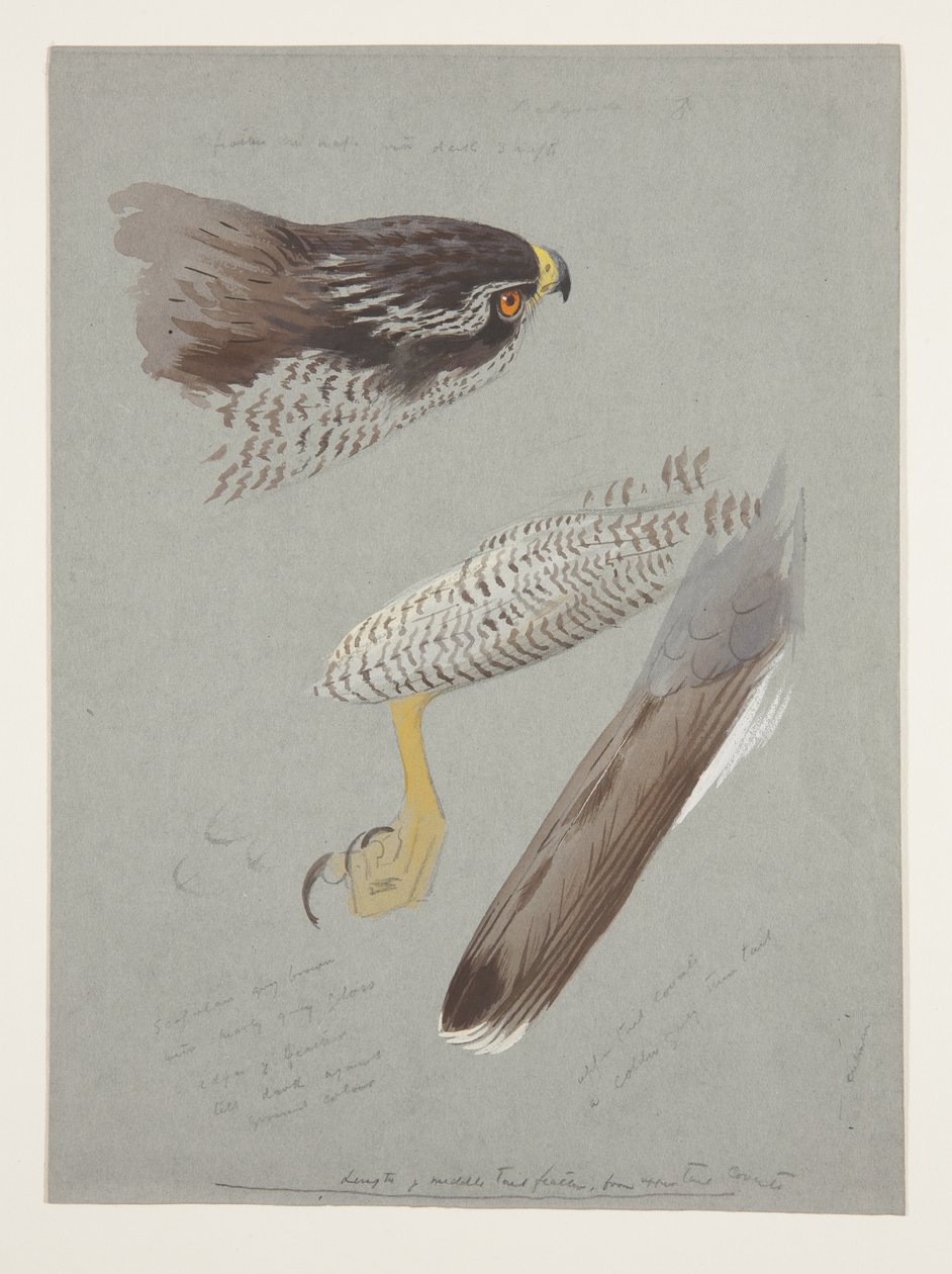 Tutkimuksia koirashaukkasen päästä, jaloista ja siipeistä, n. 1915 (akvarelli ja vartaloväri kynällä paperille) tekijältä Archibald Thorburn