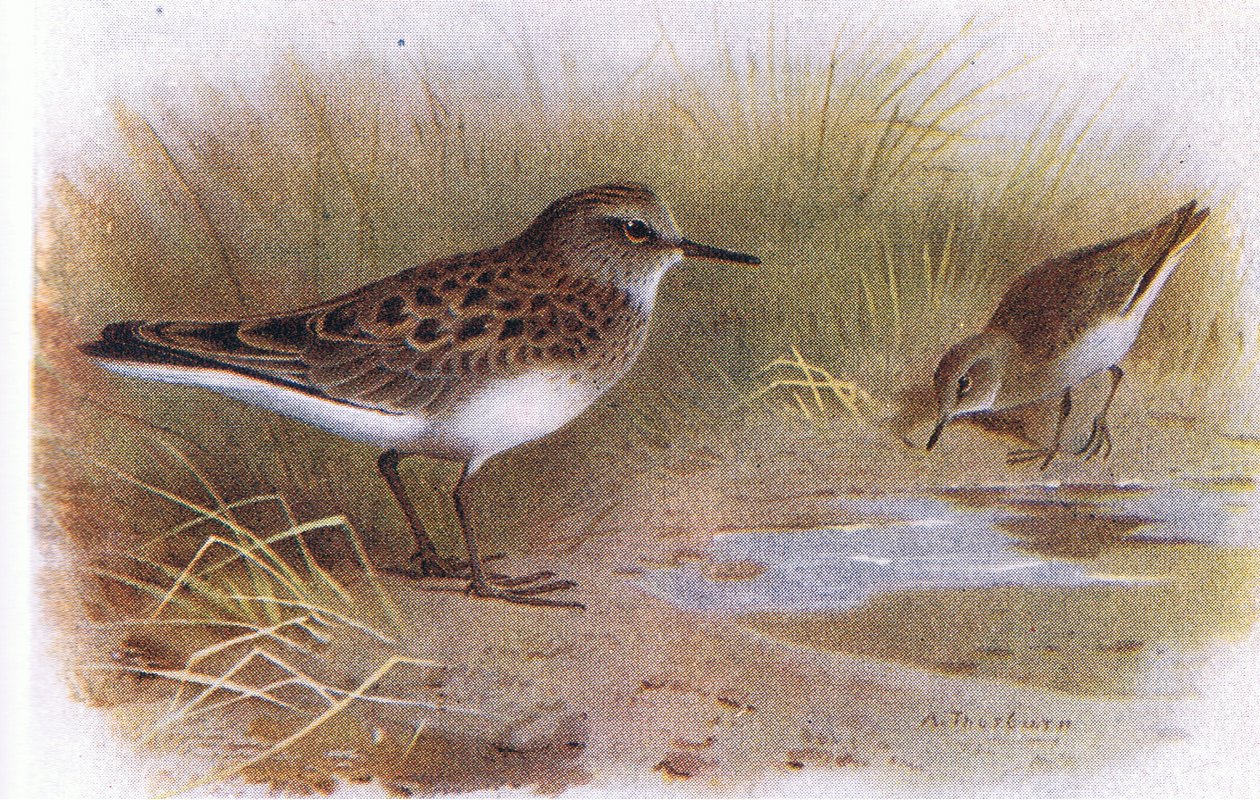 Temmincks Stint, teoksesta Birds of the British Isles and Their Eggs, jonka on julkaissut Frederick Warne & Co Ltd, 1958. tekijältä Archibald Thorburn