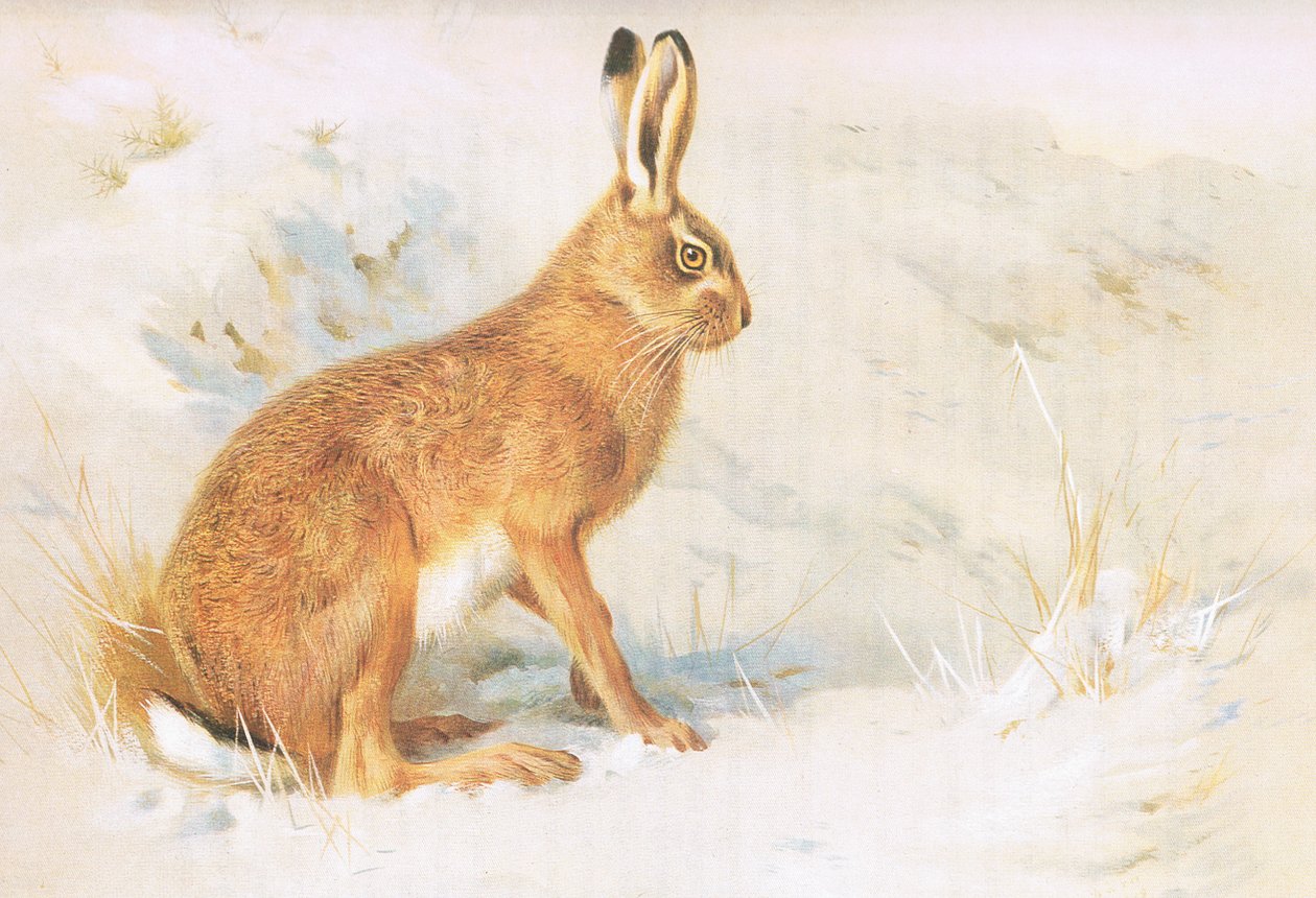 The Common Hare, julkaisusta Thorburns Mammals, julkaisija Longmans and Co, c. 1920 tekijältä Archibald Thorburn