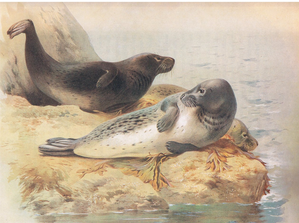 The Gray Seal, julkaisusta Thorburns Mammals, julkaisija Longmans and Co, c. 1920 tekijältä Archibald Thorburn