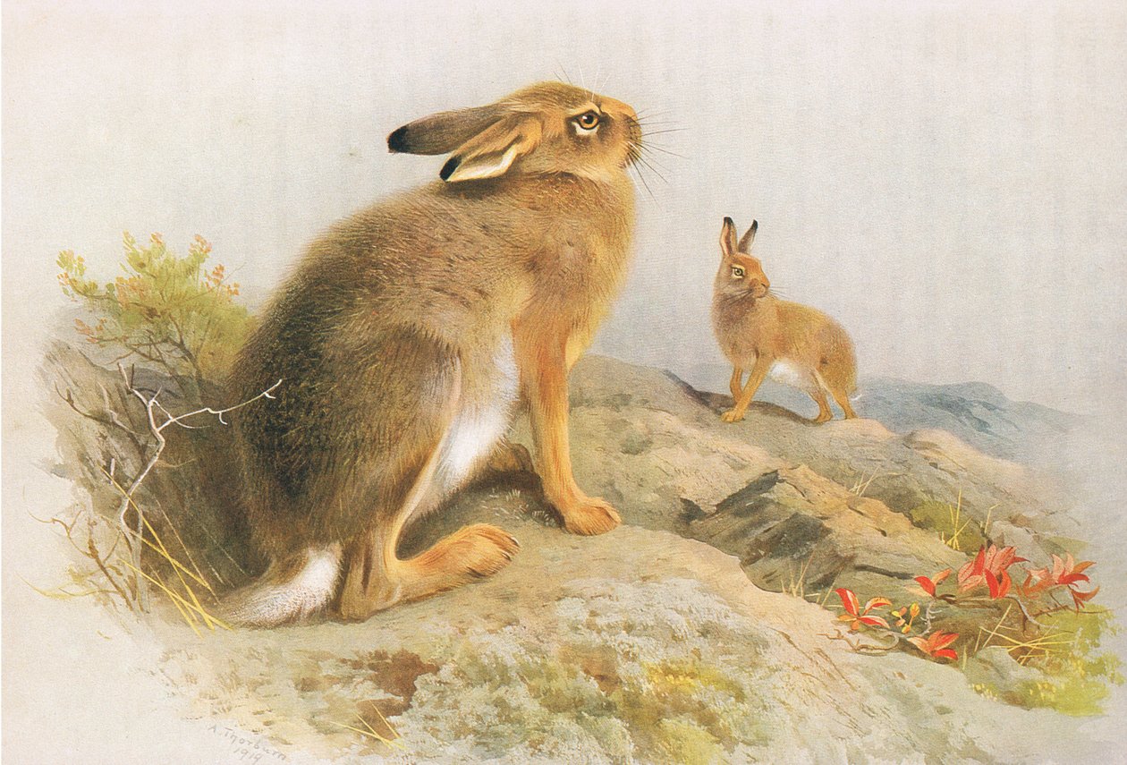Mountain Hare ja Irish Hare syksyllä, Longmans and Co:n julkaisemasta Thorburns Mammalsista, c. 1920 tekijältä Archibald Thorburn