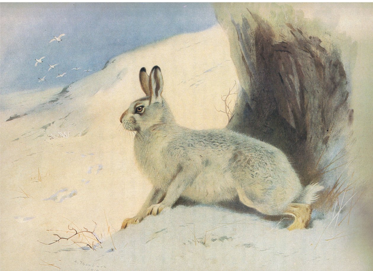 The Mountain Hare in winter , julkaisusta Thorburns Mammals, julkaisija Longmans and Co, c. 1920 tekijältä Archibald Thorburn