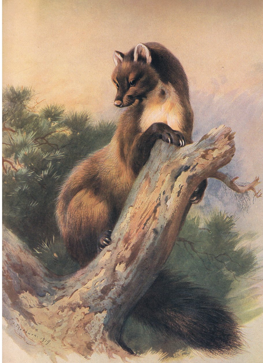 The Pine Marten, julkaisusta Thorburns Mammals, julkaisija Longmans and Co, c. 1920 tekijältä Archibald Thorburn