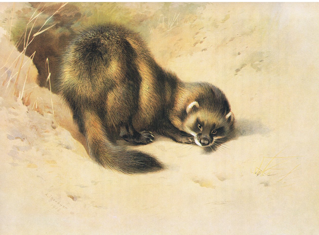 The Polecat, Thorburn