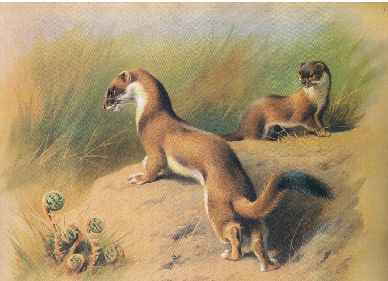 The Stoat, julkaisusta Thorburns Mammals, julkaisija Longmans and Co, c. 1920 tekijältä Archibald Thorburn