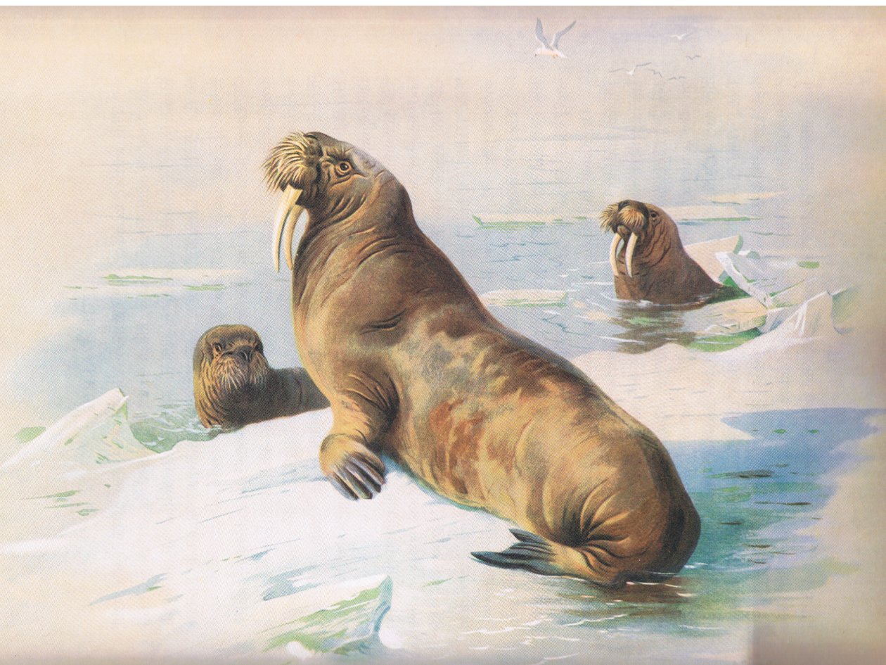 The Walrus, julkaisusta Thorburns Mammals, julkaisija Longmans and Co, c. 1920 tekijältä Archibald Thorburn