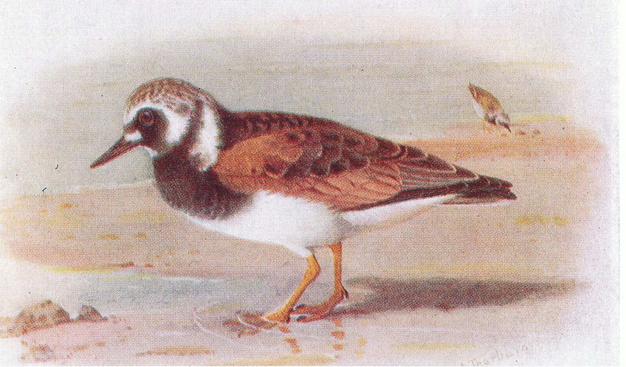 Turnstone, teoksesta Birds of the British Isles and Their Eggs, julkaissut Frederick Warne & Co Ltd, 1958. tekijältä Archibald Thorburn