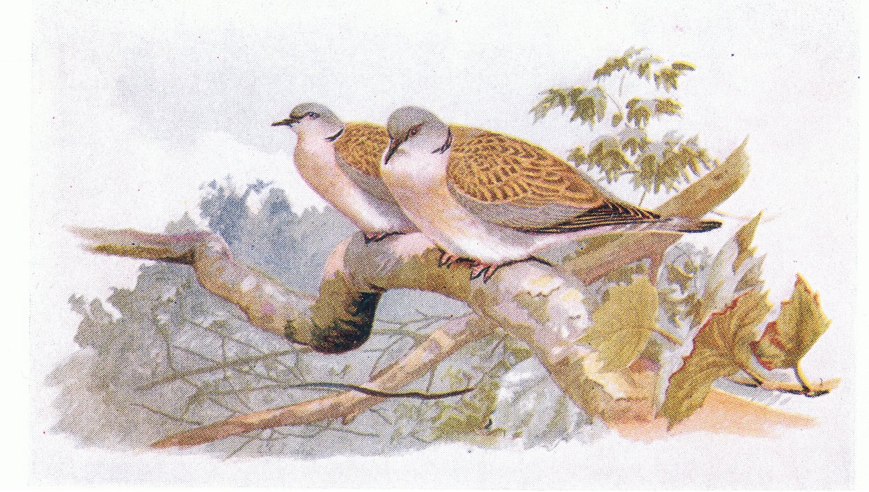 Turtle Dove, teoksesta Birds of the British Isles and Their Eggs, julkaissut Frederick Warne & Co Ltd, 1958. tekijältä Archibald Thorburn