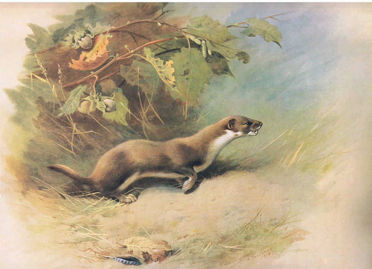 Weasel, julkaisusta Thorburns Mammals, julkaisija Longmans and Co, c. 1920 tekijältä Archibald Thorburn