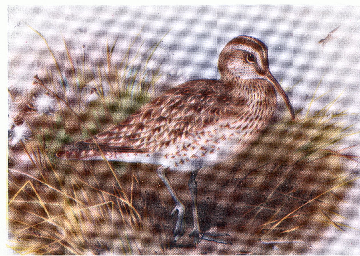 Whimbrel, teoksesta Birds of the British Isles and Their Eggs, julkaissut Frederick Warne & Co Ltd, 1958. tekijältä Archibald Thorburn