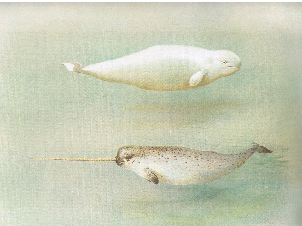 White Whale and Narwhal, julkaisusta Thorburns Mammals, julkaisija Longmans and Co, c. 1920 tekijältä Archibald Thorburn