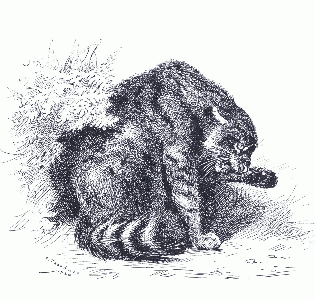 Wild Cat, Longmans and Co:n julkaisemasta Thorburn