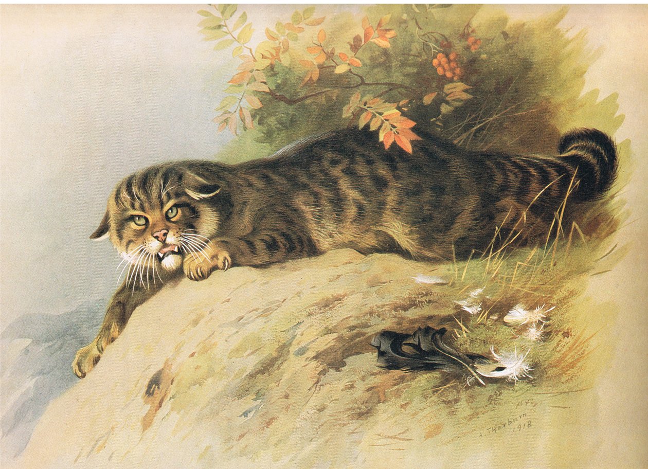 Wild Cat, julkaisusta Thorburns Mammals, julkaisija Longmans and Co, c. 1920 tekijältä Archibald Thorburn