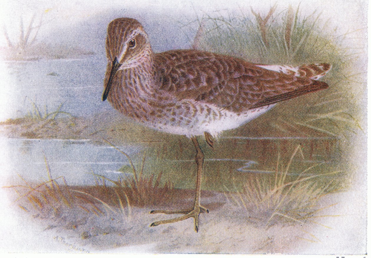 Wood Sandpiper, teoksesta Birds of the British Isles and Their Eggs, jonka on julkaissut Frederick Warne & Co Ltd, 1958. tekijältä Archibald Thorburn