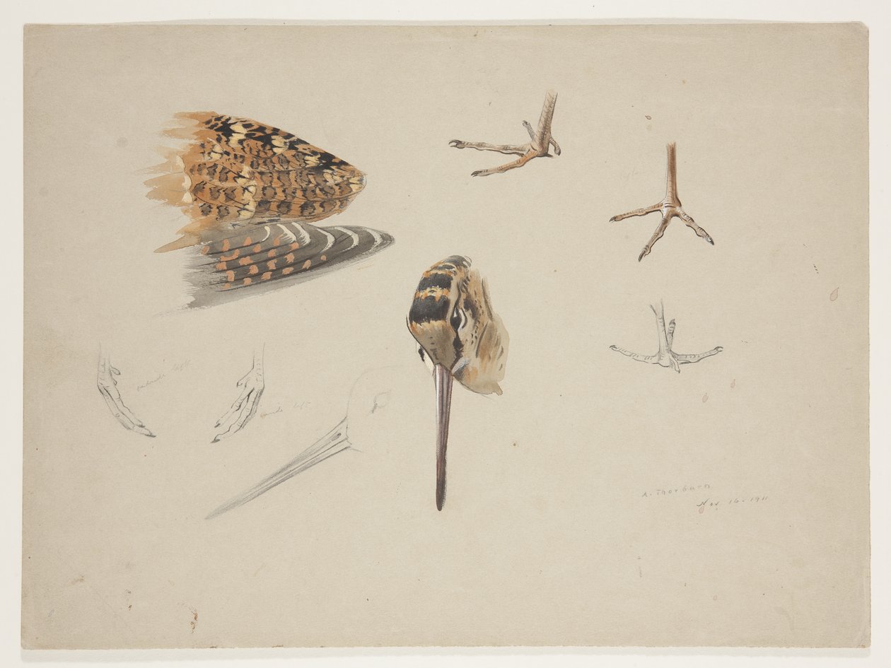 Woodcock-nokka, jalat ja siipi, n. 1915 (akvarelli ja vartaloväri kynällä paperille) tekijältä Archibald Thorburn
