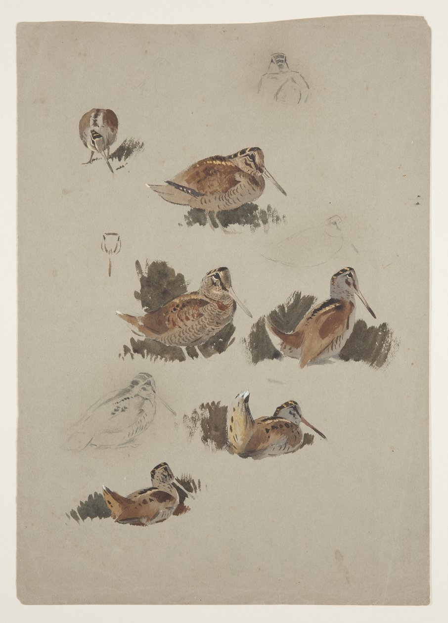 Woodcock, n. 1915 (akvarelli ja vartaloväri kynällä paperille) tekijältä Archibald Thorburn