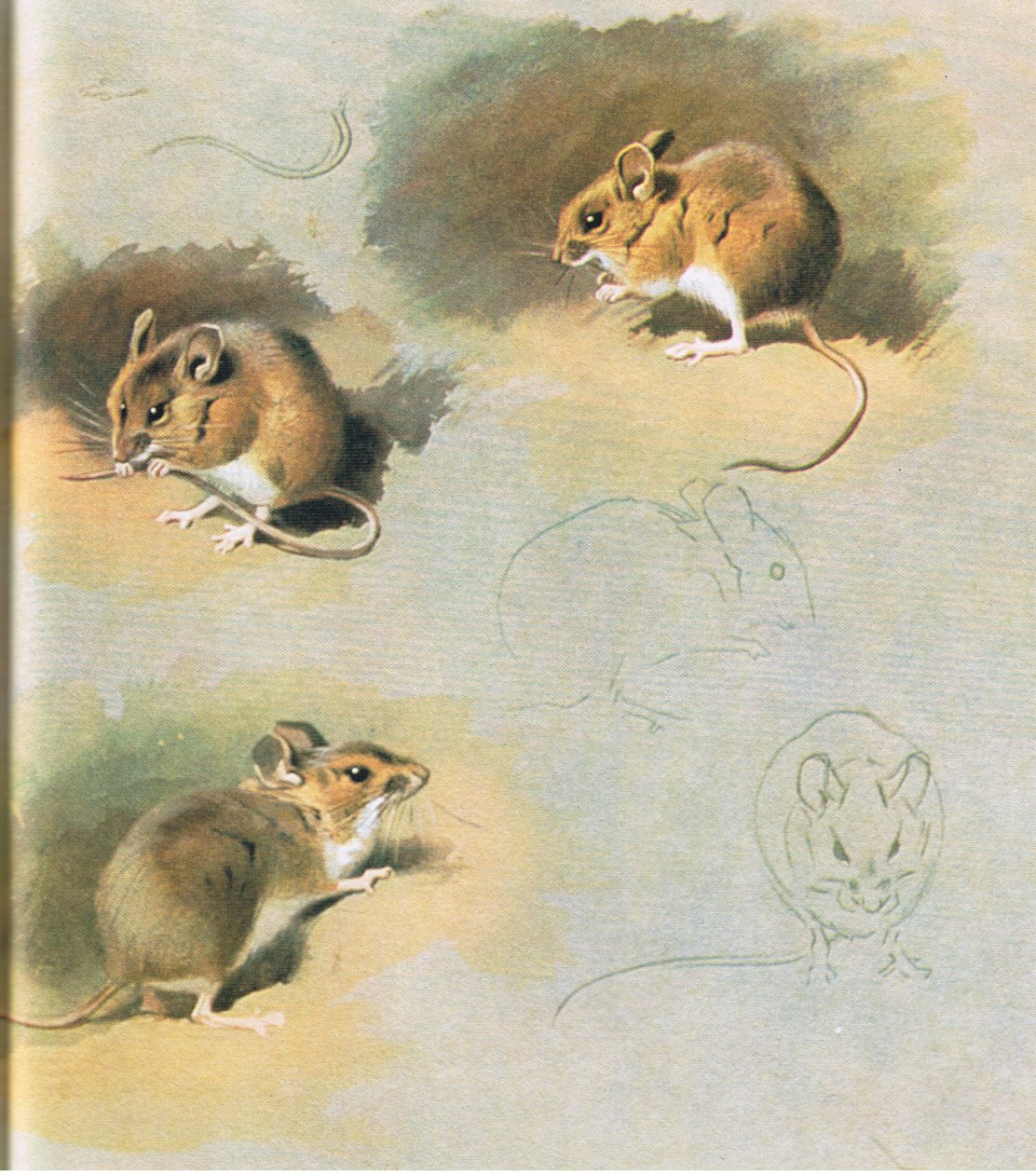 Puuhiiri, pubi. Kirjailija: Book Club Associates, 1972 tekijältä Archibald Thorburn