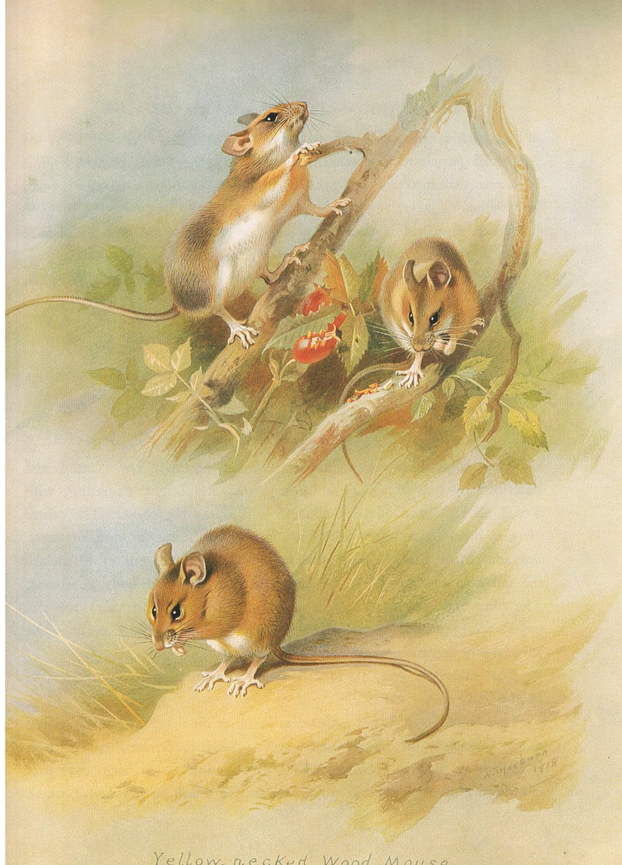 Yellow Necked Mouse ja St Kilda Woodmouse, julkaisusta Thorburn