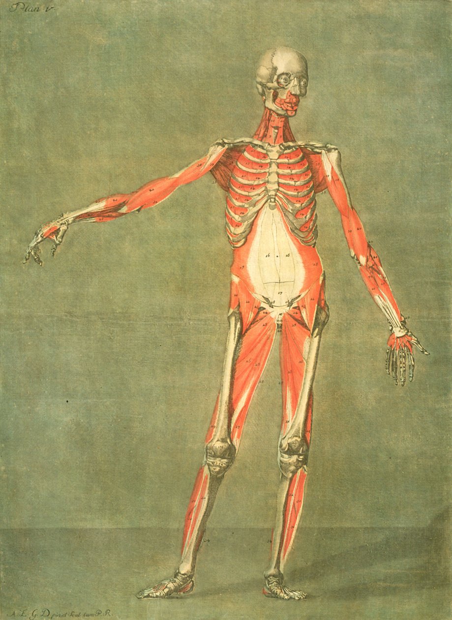 Vartalon etuosan syvempi lihasjärjestelmä, levy 5 täydellisestä anatomian kurssista Jadelotin tekstillä, taiteilijan kaivertama, pub. 1773 (mezzotint) tekijältä Arnauld Eloi Gautier D