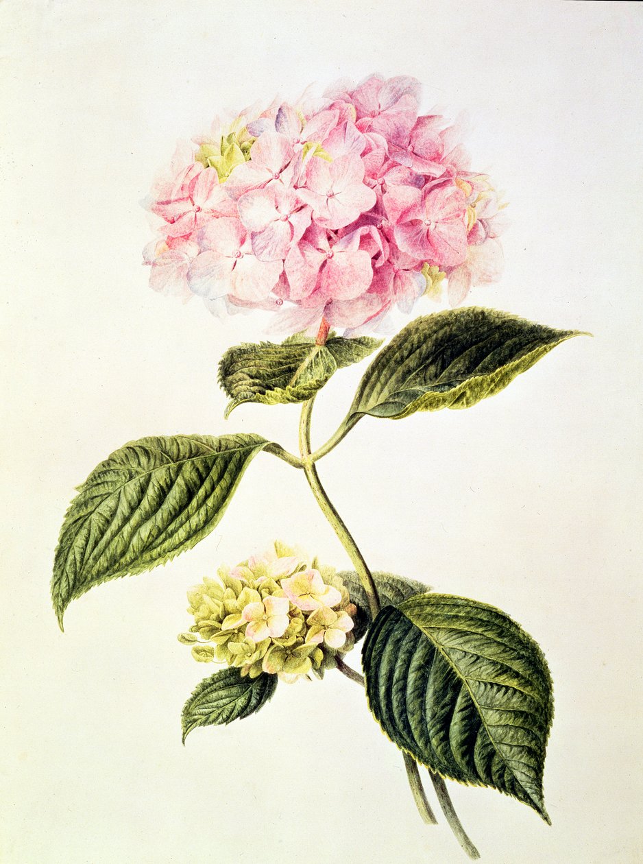PD.64-1975 Hortensia hortensia tekijältä Arnoldus Bloemers