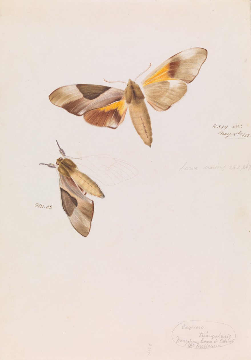 Kaksipäinen Hawk Moth, Coequosa triangularis tekijältä Arthur Bartholomew