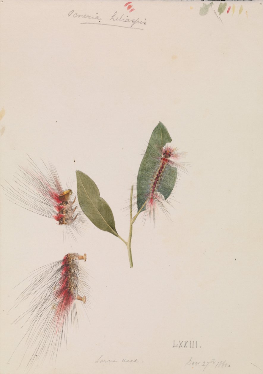 Rose Anthelid, Chenuala helispis tekijältä Arthur Bartholomew