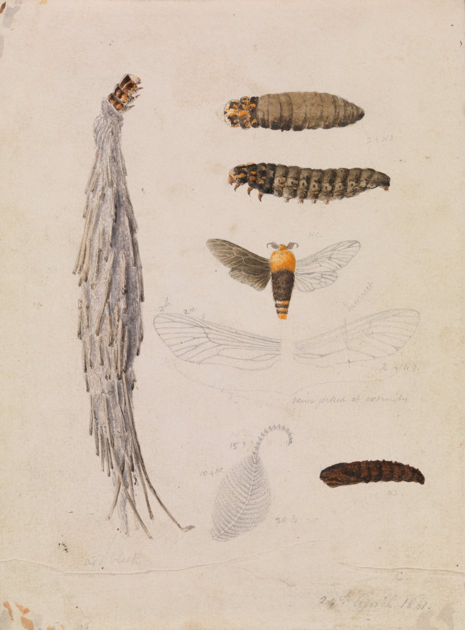Saunders Case-Moth, Metura elongatus tekijältä Arthur Bartholomew