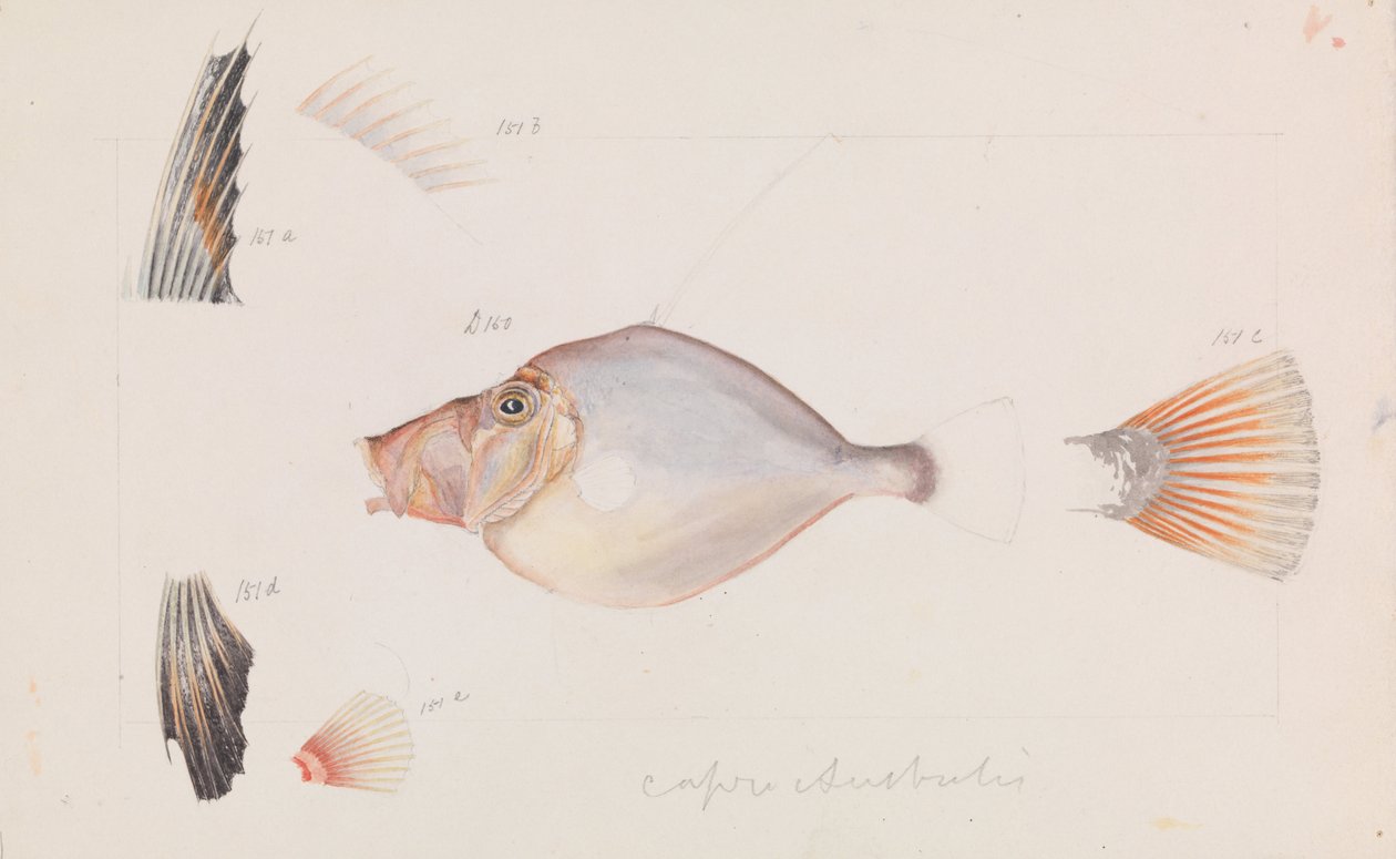 Silver Dory, Cyttus australis tekijältä Arthur Bartholomew