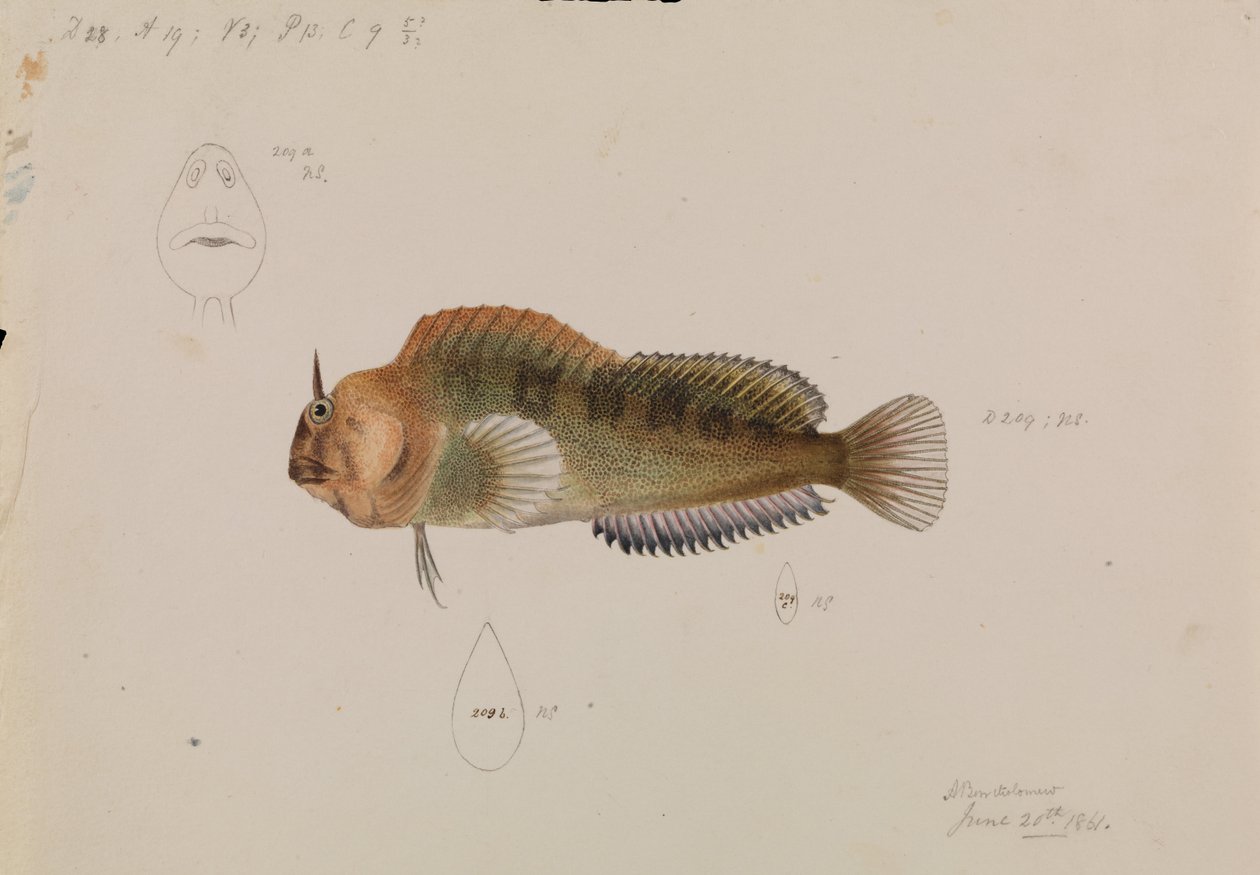 Tasmanian Blenny, Parablennius tasmanianus tekijältä Arthur Bartholomew