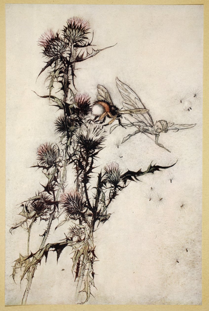 Tapa minulle punalonkkainen nöyrä mehiläinen ohdakkeen latvaan, kuvitus William Shakespearen teoksesta "Kesäyön unelma", 1908 tekijältä Arthur Rackham