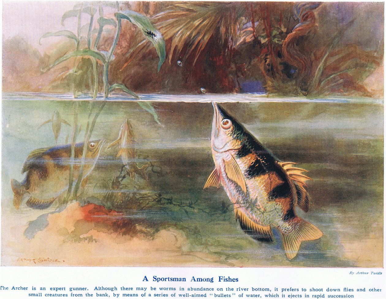 Urheilija kalojen keskellä, kuvitus "Wonders of Land and Sea" -julkaisusta, julkaisija Cassell, Lontoo, 1914 tekijältä Arthur Twidle