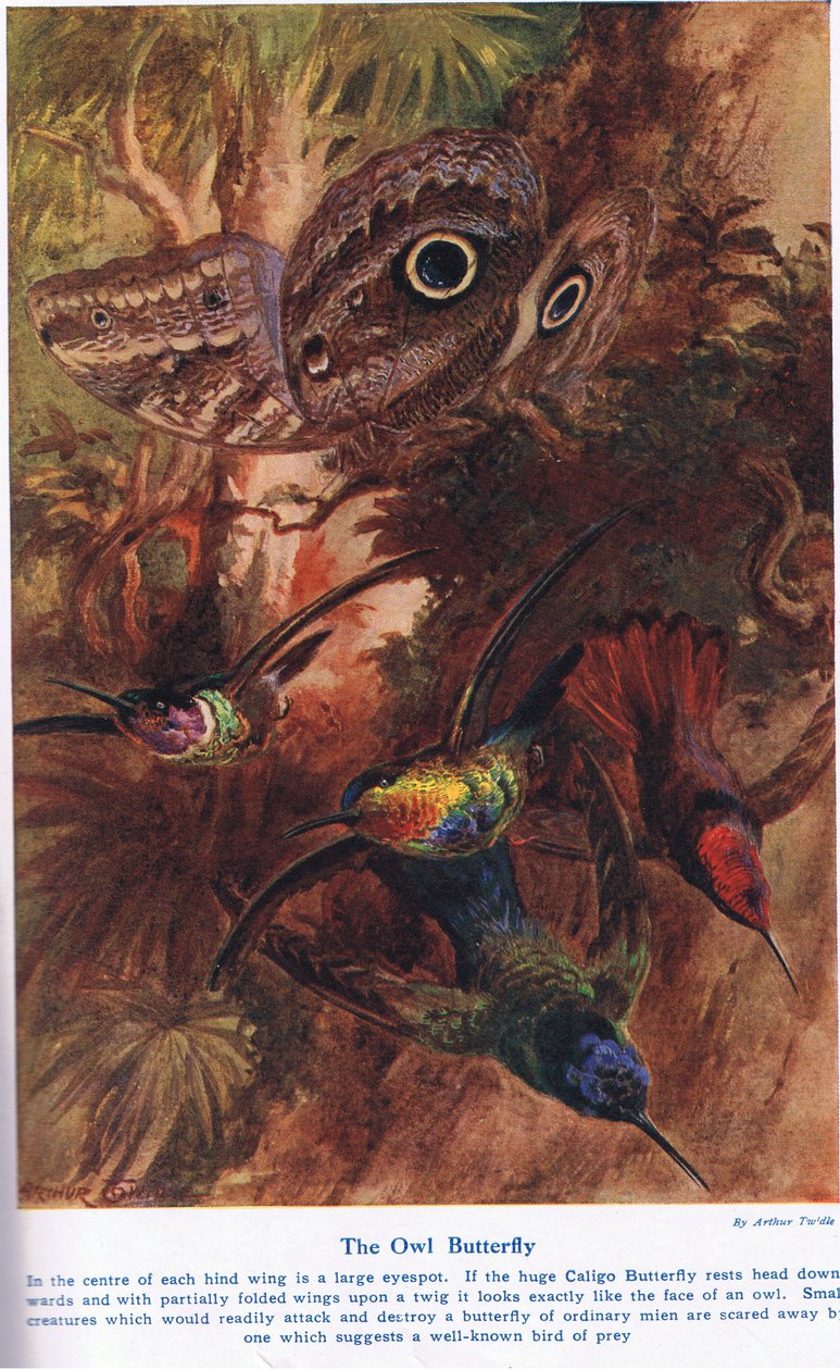Owl Butterfly, kuvitus "Wonders of Land and Sea" -julkaisusta, julkaisija Cassell, Lontoo, 1914 tekijältä Arthur Twidle