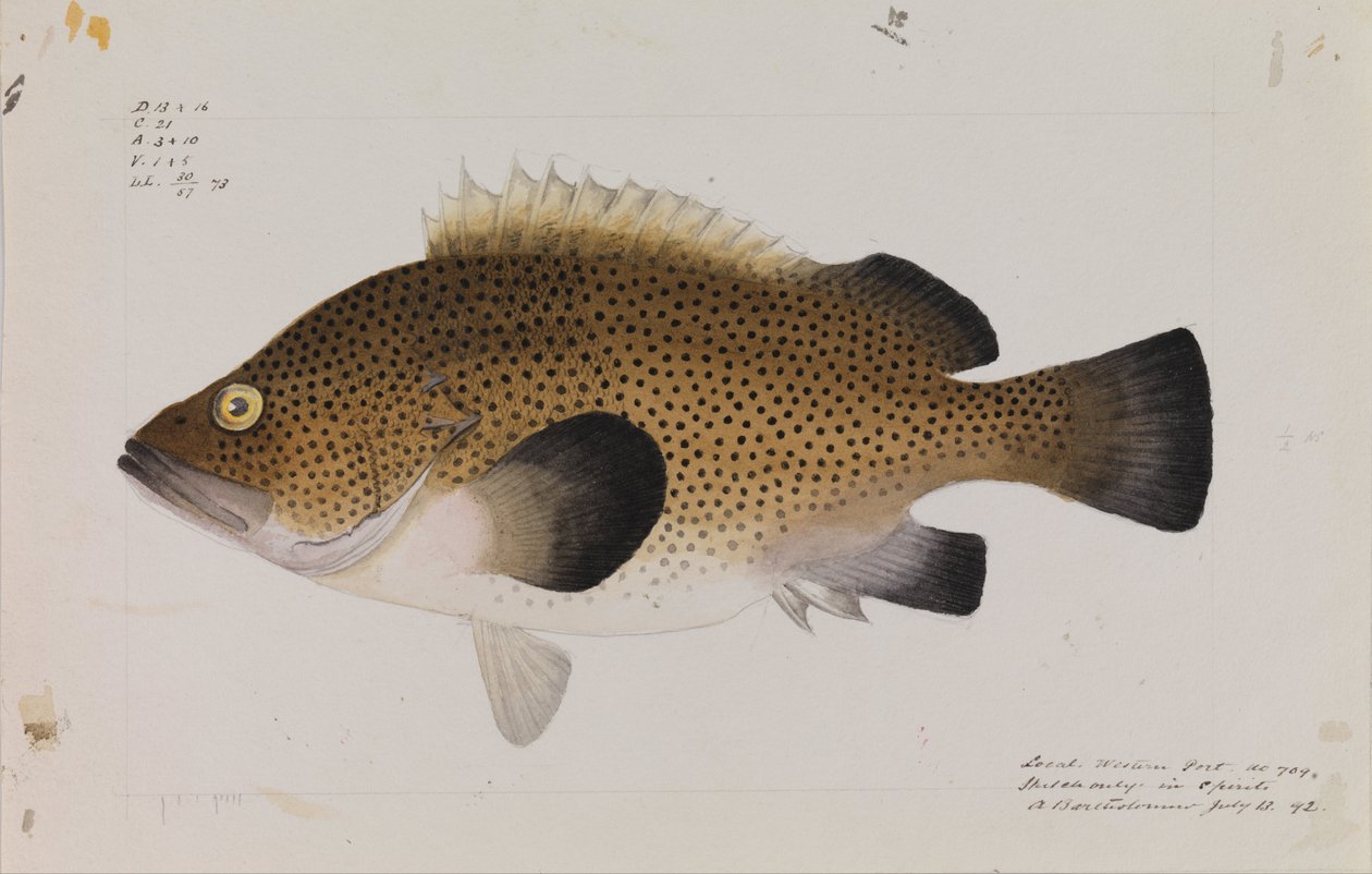 Itäinen Wirra, Acanthistius ocellatus tekijältä Arthur Bartholomew