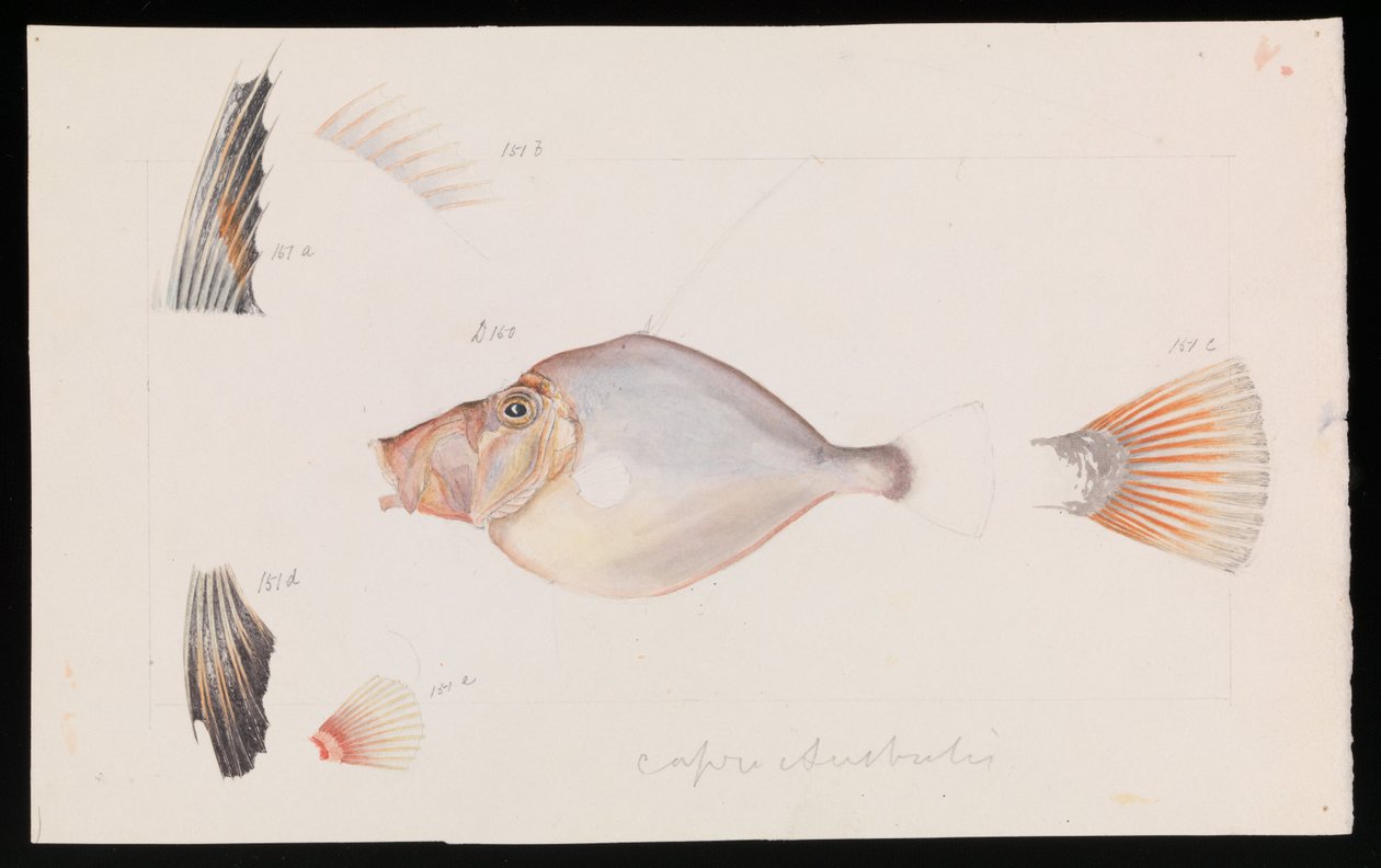 Silver Dory, Cyttus australis tekijältä Arthur Bartholomew