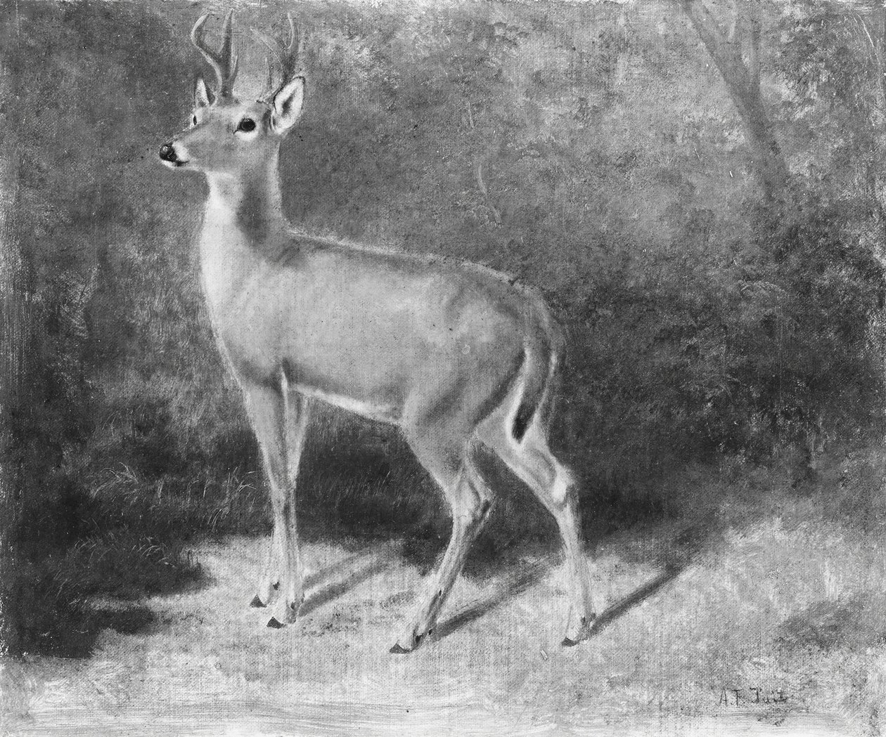 DeerSketch luonnosta, n. 1882. tekijältä Arthur Fitzwilliam Tait