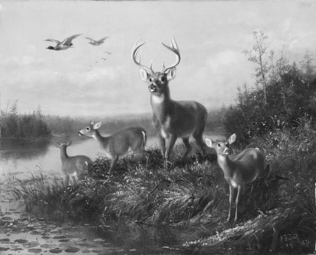 On the Qui Vive, Buck and Three Does, 1871. tekijältä Arthur Fitzwilliam Tait